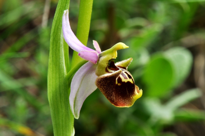 Ophrys holosericea subsp. dinarica ... ?